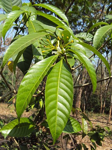 Tabernaemontana alternifolia